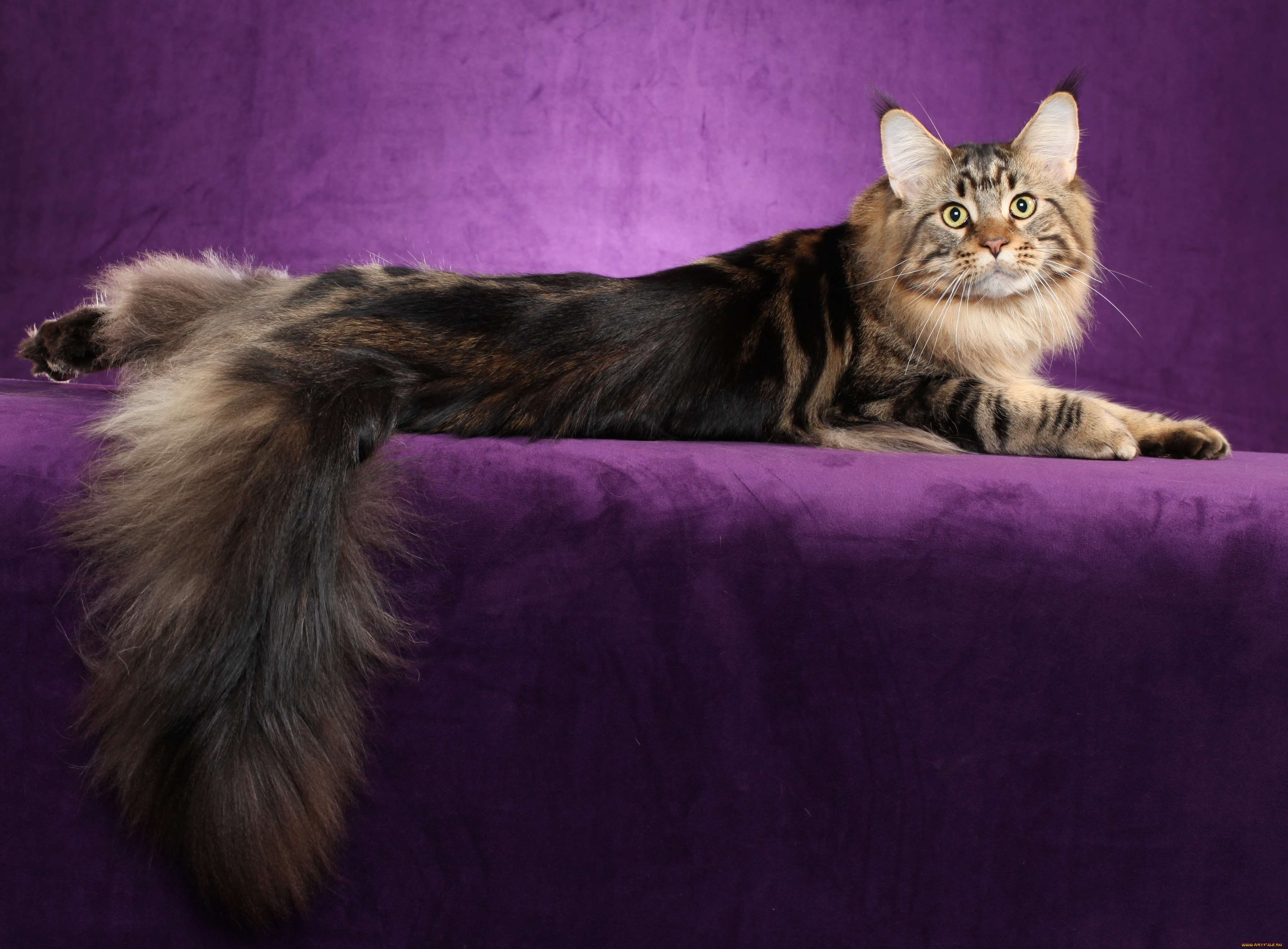 maine, coon, , , 
